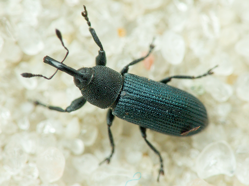 Mecinus janthinus (Germar, 1817)